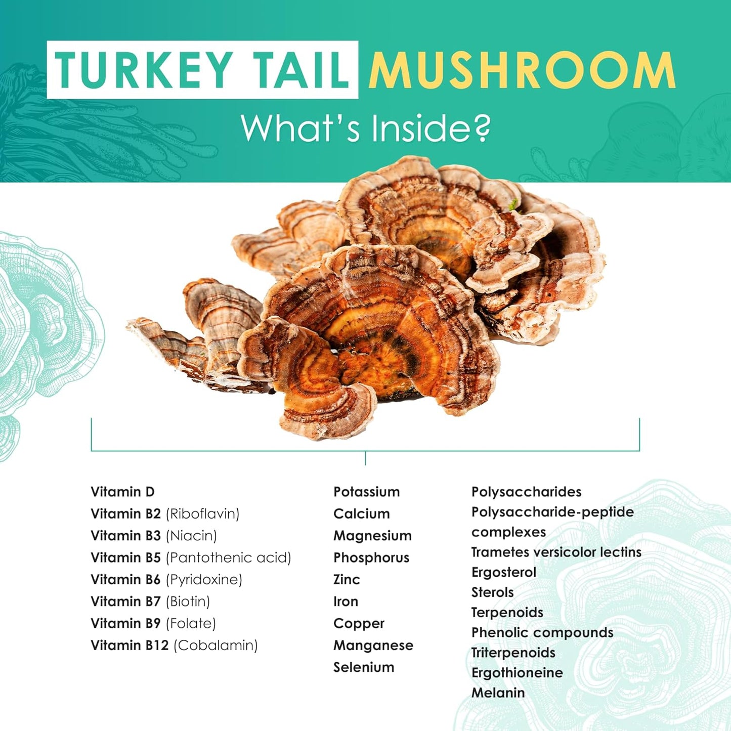 Organic Turkey Tail Mushroom Powder Supplement for Microbiome & Cellular Support - 60g