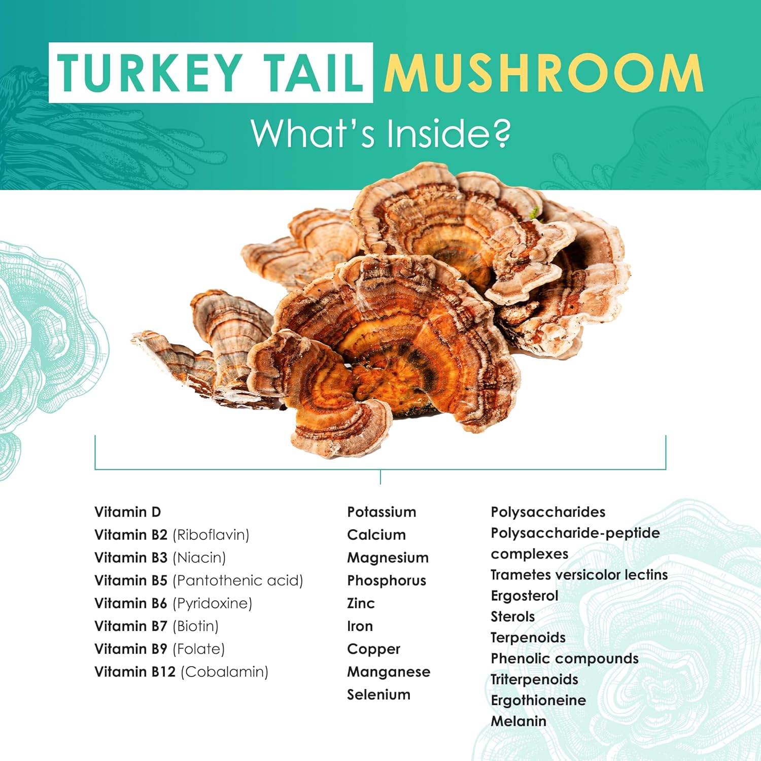 Organic Turkey Tail Mushroom Powder Supplement for Microbiome & Cellular Support - 60g