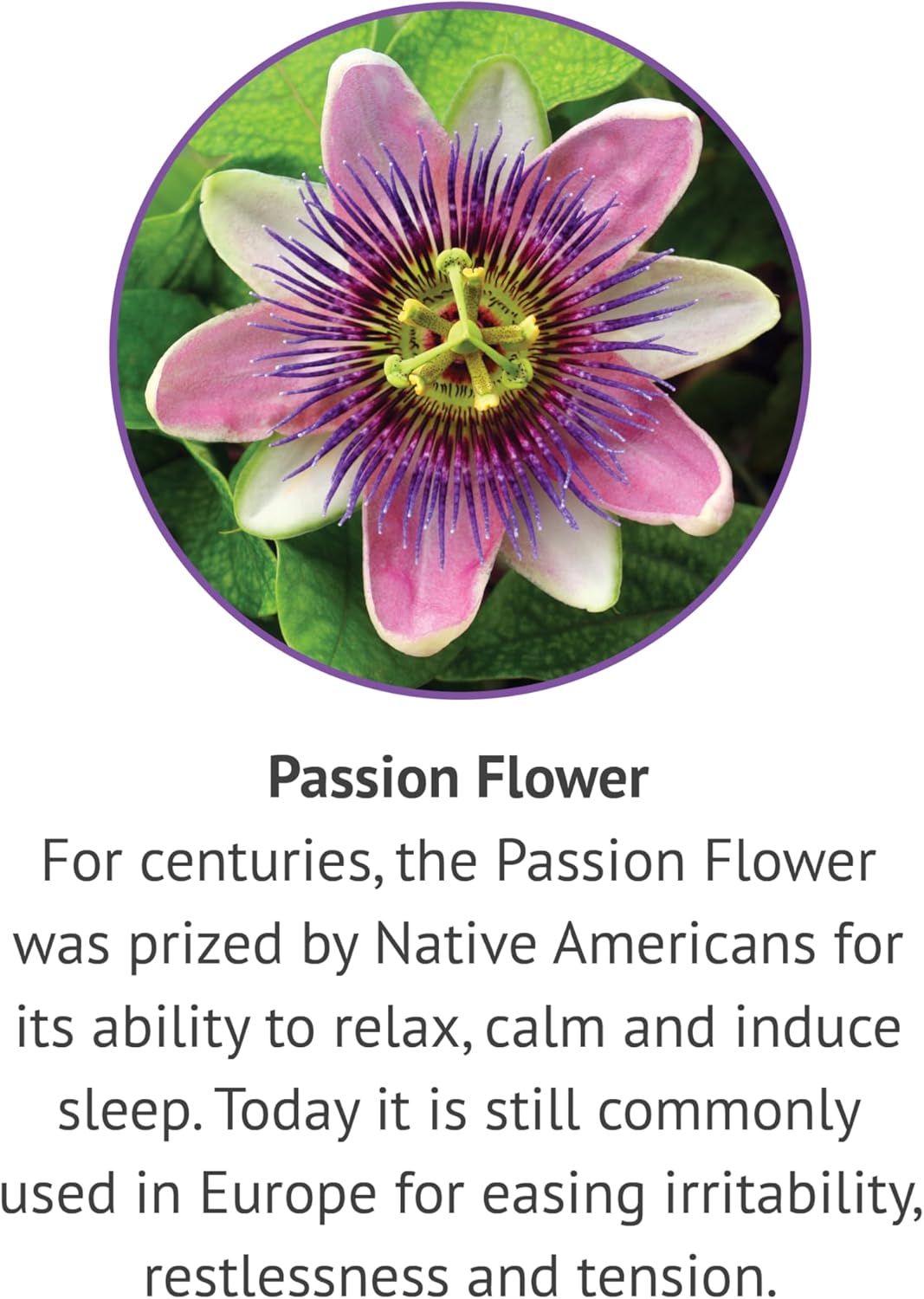 Passion Flower, Rosemary Leaf, & Gymnema Sylvestre Extracts Bundle for Daily Wellness - Sleep, Immune Support, Focus - 1 fl. Oz. Each
