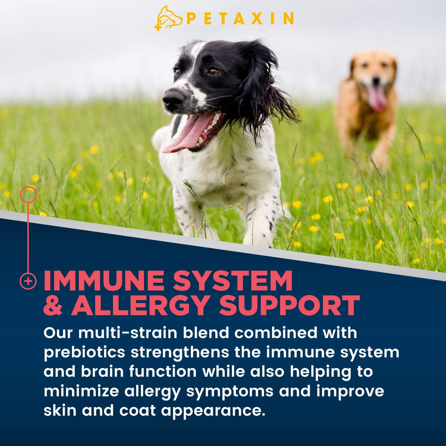 Petaxin Probiotic Chews for Dogs - 6 Strains with Prebiotics - Supports Digestive and Immune Health - Relief for Diarrhea, Bad Breath, Allergies, Gas, Constipation, Hot Spots - USA Made - 360 Chews