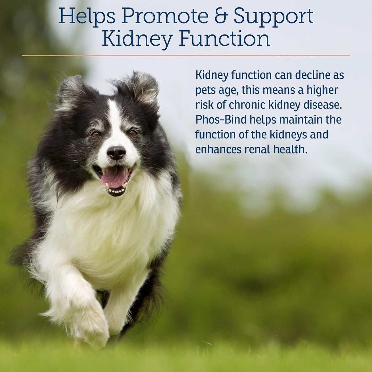 Phos-Bind Kidney Support Supplement Powder for Cats & Dogs - Supports Kidney Health & Cleanse - 35g