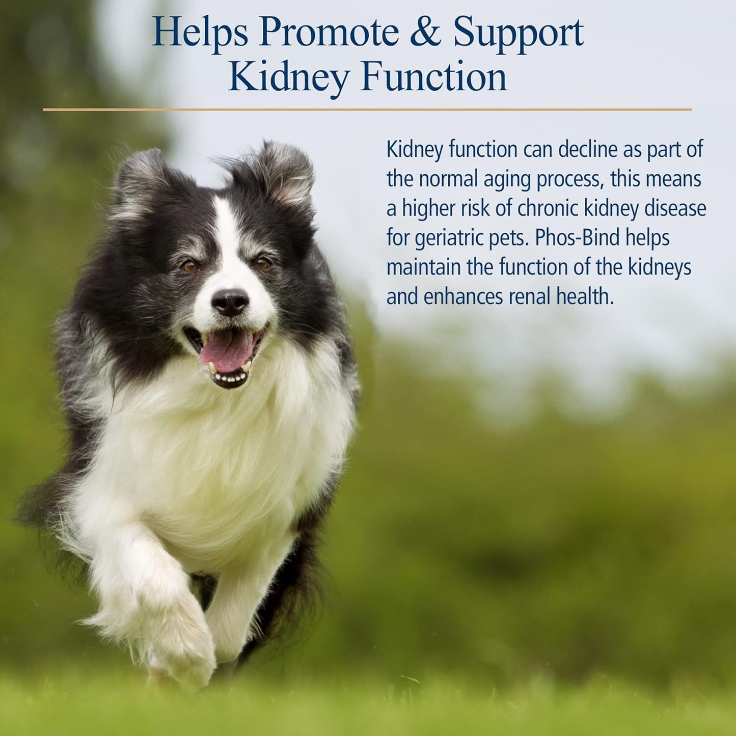 Phos-Bind Kidney Support Supplement Powder for Cats & Dogs - Phosphate Binder for Kidney Health - Supports Normal Kidney Cleanse - 200g