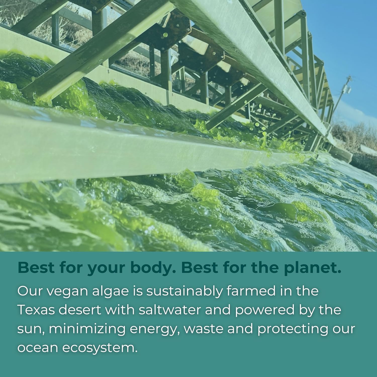 Plant-Based Algae Omega-3 Softgels, 30 Servings, EPA + DHA for Brain, Heart & Immune Support, Krill & Fish Oil Alternative