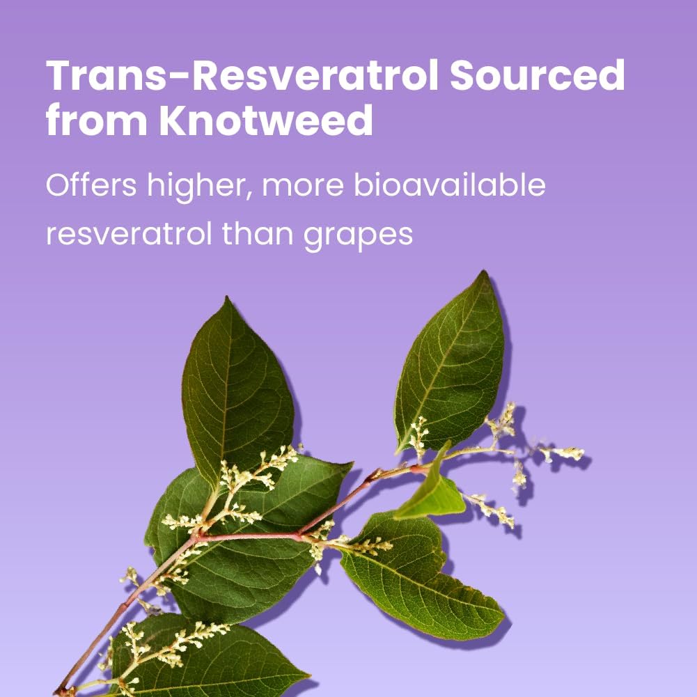 Plant Based Trans Resveratrol Supplement 500mg - Promotes Healthy Aging, Cognitive Function, & Heart Health - Vegan & Non-GMO - 120 Capsules by Sanar Naturals