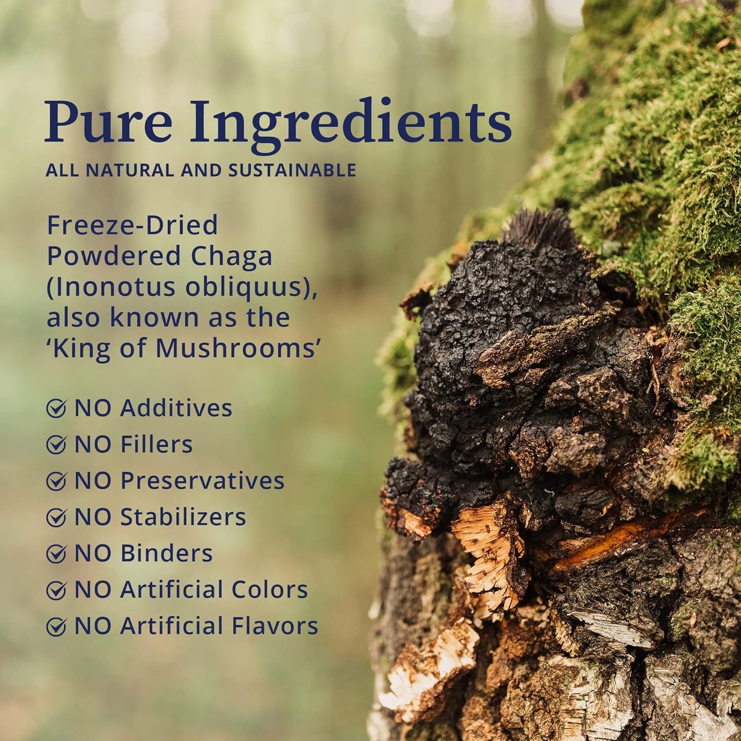 Potent BioPure Czaga Freeze Dried Siberian Extract Powder - Rich in Beta-Glucans for Liver, Immune, & GI Support - 100g