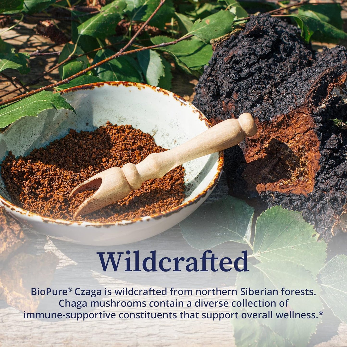 Potent BioPure Czaga Freeze Dried Siberian Extract Powder - Rich in Beta-Glucans for Liver, Immune, & GI Support - 100g