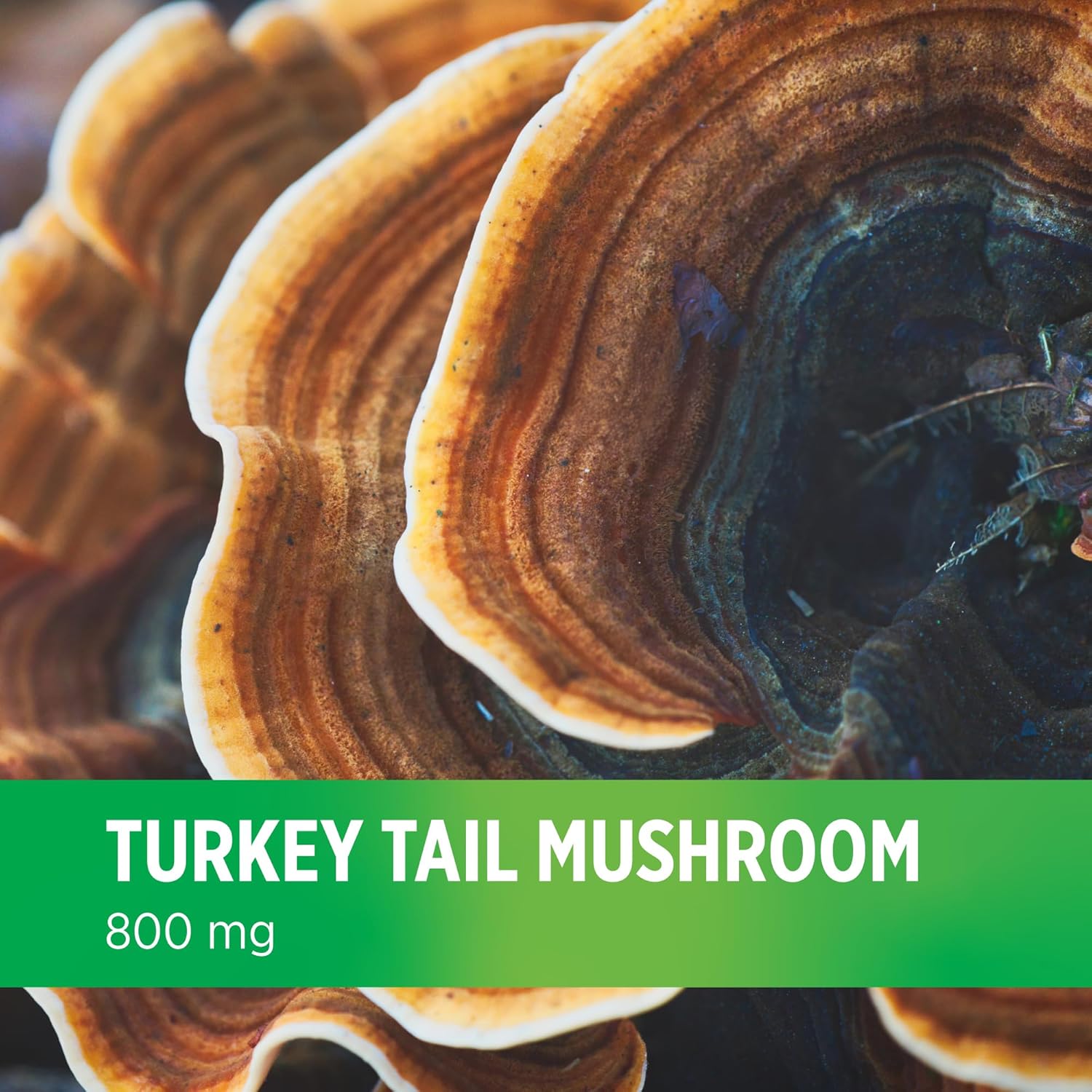 Premium 800 MG Turkey Tail Mushroom Supplement - 90 Vegan Capsules, Recommended by Doctors