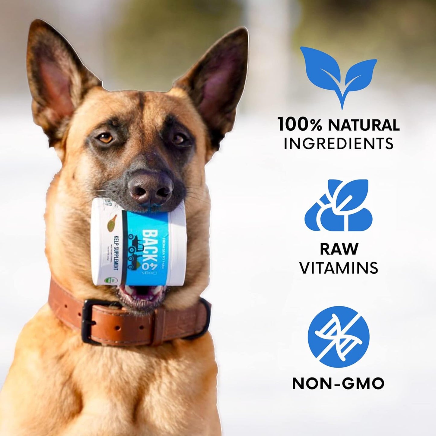 Premium Back 40 Dogs Kelp Powder Supplement - 453g for Optimal Pet Health - Rich in Iodine & Omegas - Supports Thyroid, Dental, Immune, Digestive, & Heart Health