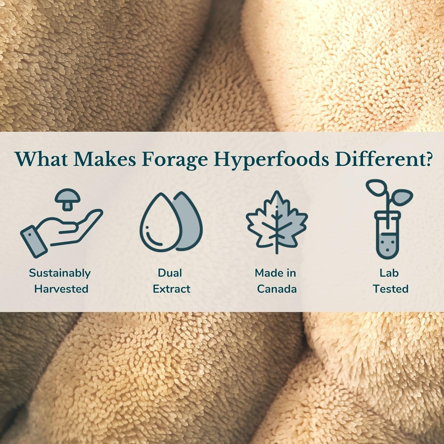 Premium Forage Hyperfoods Lion’s Mane Tincture - Memory & Nerve Support - Dual Extract - Alcohol-Free - 60 ml