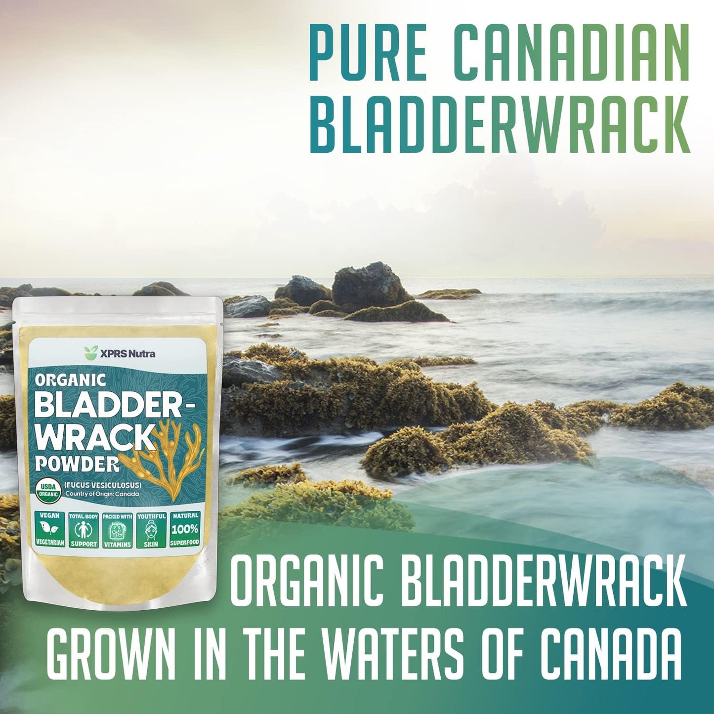 Premium Organic Bladderwrack Powder (Fucus Vesiculosus) for Glowing Skin - Vegan Friendly Iodine Supplement - 16 Ounce
