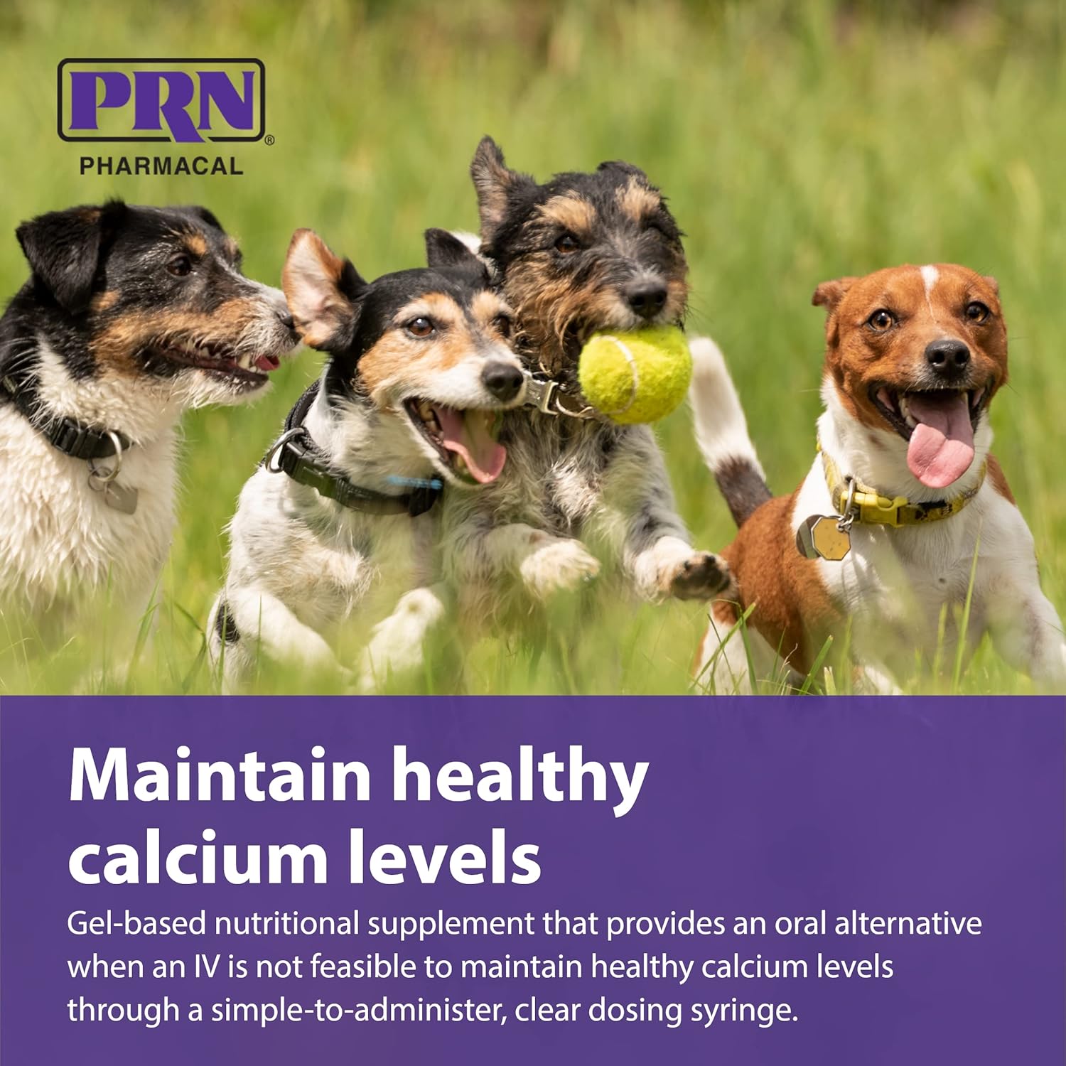 PRN Pharmacal Calsorb Calcium Gel Supplement for Dogs - Easy-to-Use Syringe - 12 mL (3 Pack)