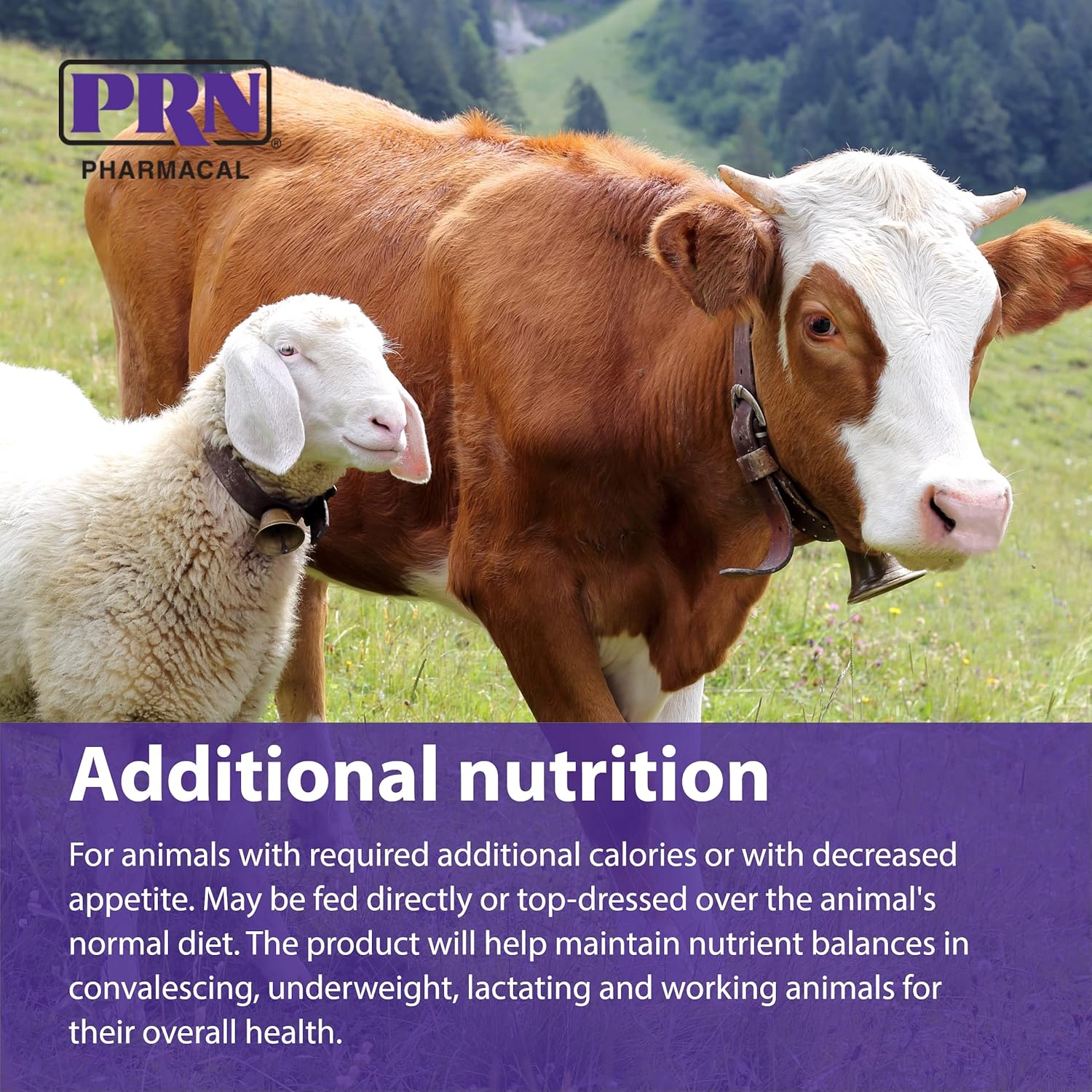 PRN Pharmacal STAT High Calorie Nutritional Supplement for Animals - Vanilla Flavored - 16oz Bottle with Vitamins A, D3, C, E & More