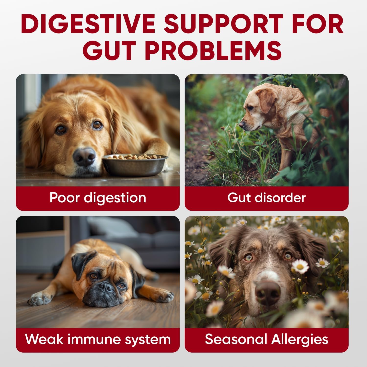 Probiotics and Enzymes Chewables for Dogs - Supports Immune System & Gut Health - Soft Treats for All Breeds - Contains Flaxseed
