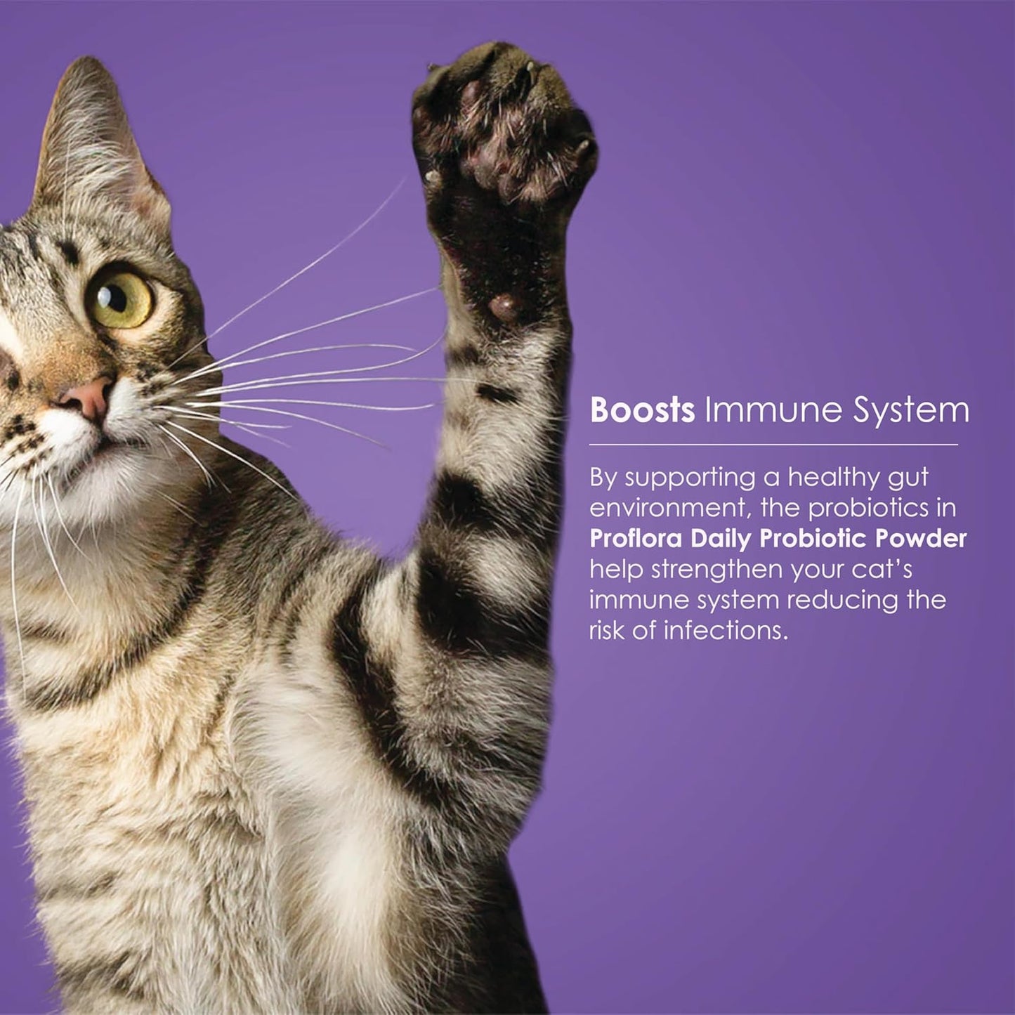 Proflora Probiotics for Cats - Supports Gut Health, Immune System & Skin. Digestive Multi-Strain Probiotics for Easy Diet Transitions. Helps with Diarrhea. 30 Packets.