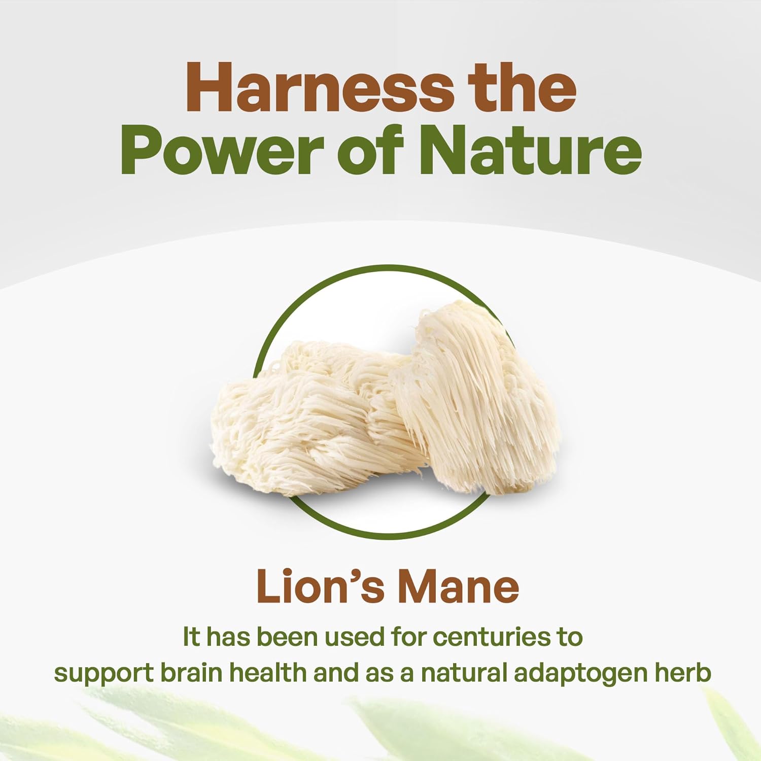 Pure Lion’s Mane Mushroom Powder 10:1 Extract, 30% Polysaccharides, Non-GMO Vegan Supplement for Tea, Juice, Water, 4 oz