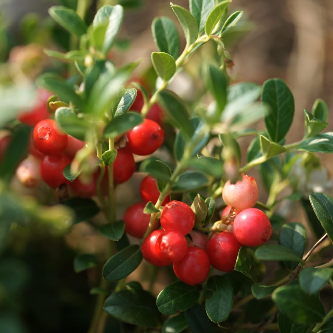 Pure & Undiluted Cranberry Extract Capsules - 200 Count by Earthborn Elements, Additive-Free