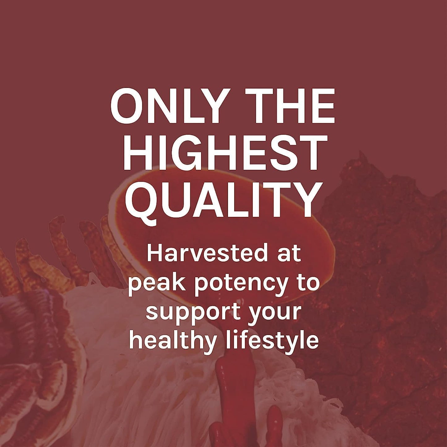 Reishi Mushroom Extract for Heart, Immune Health & Energy Support - 1 fl oz (30 Servings)