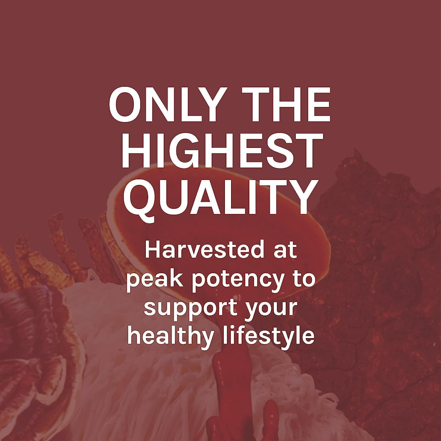 Reishi Mushroom Extract for Heart, Immune Health & Energy Support - 1 fl oz (30 Servings)