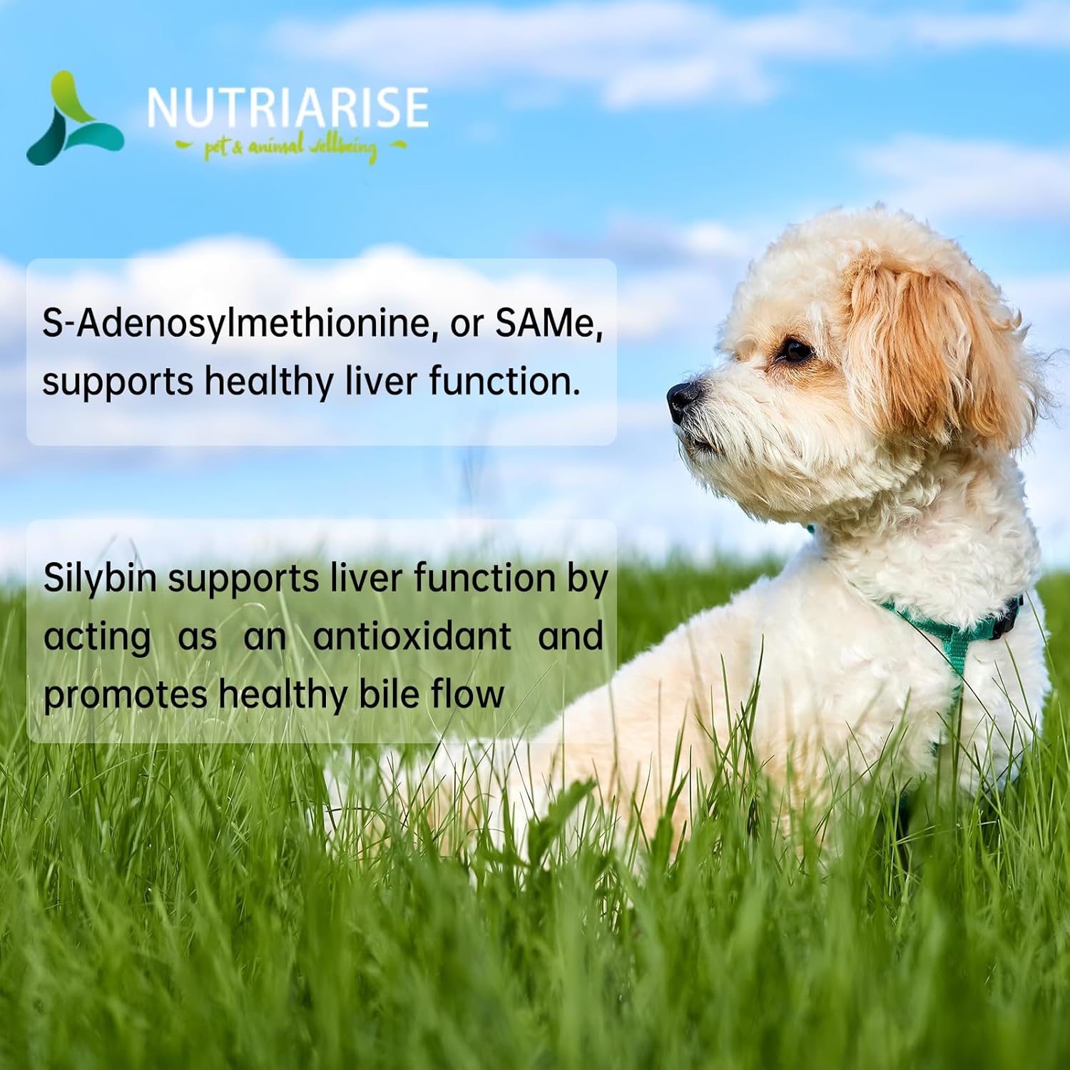 S-Adenosyl-L-Methionine Liver & Brain Support for Pets - Cognitive & Liver Supplement for Dogs and Cats - NUTRIARISE Pet Wellbeing Formula