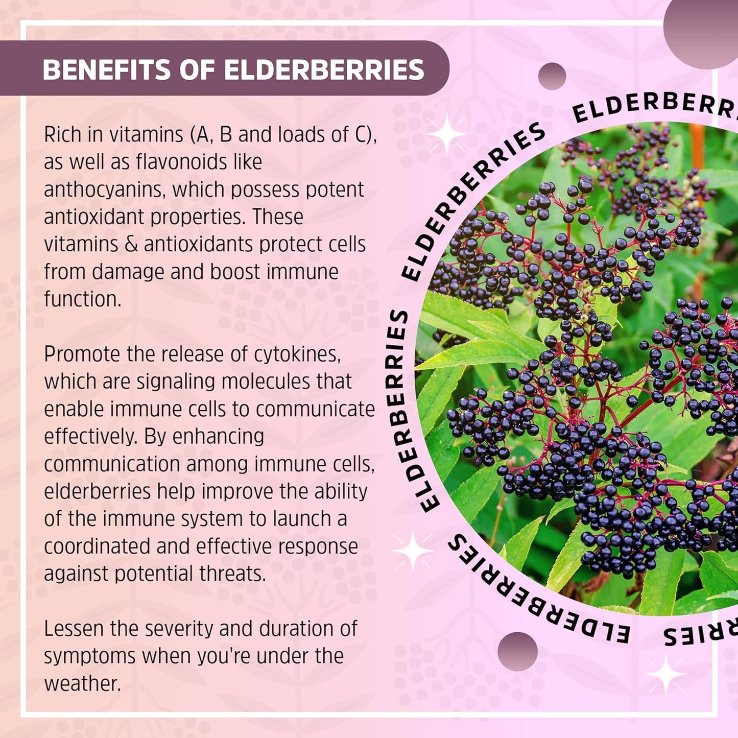 Seattle Elderberry Seasonal Support Tincture - Vegan, Gluten-Free, Allergy Benefits - Organic Ingredients - USA-Made - 2oz
