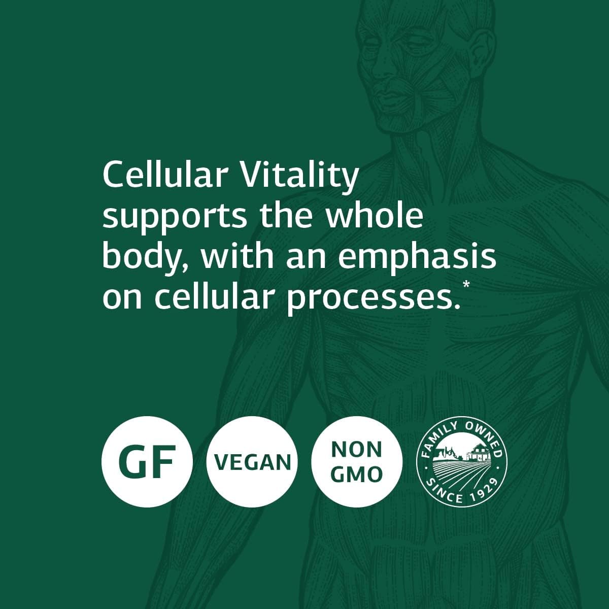 Standard Process B Vitality with CoQ10 - Cellular Process Support Supplement with B Vitamins, CoQ10, and Ginseng - 90 Capsules