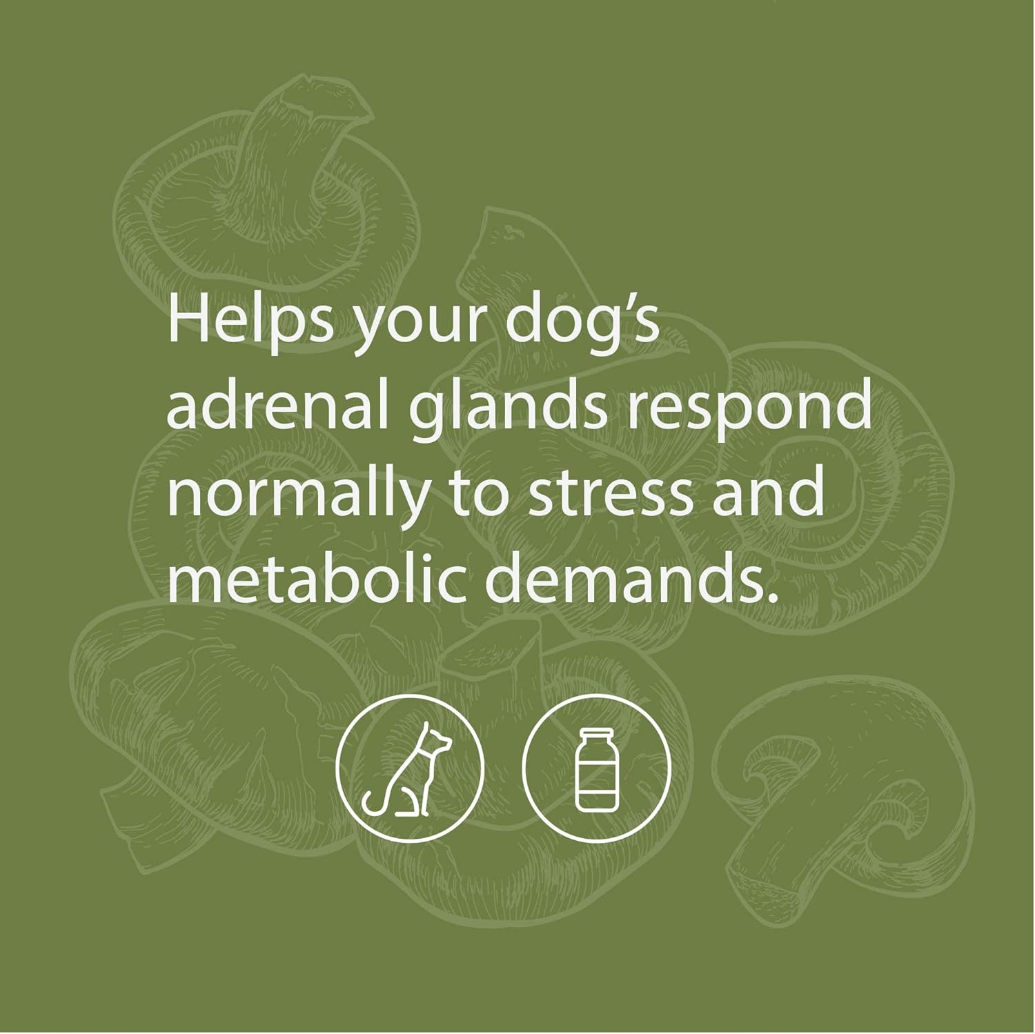 Standard Process Canine Adrenal Support Powder Supplement for Liver & Kidney Health - 25g