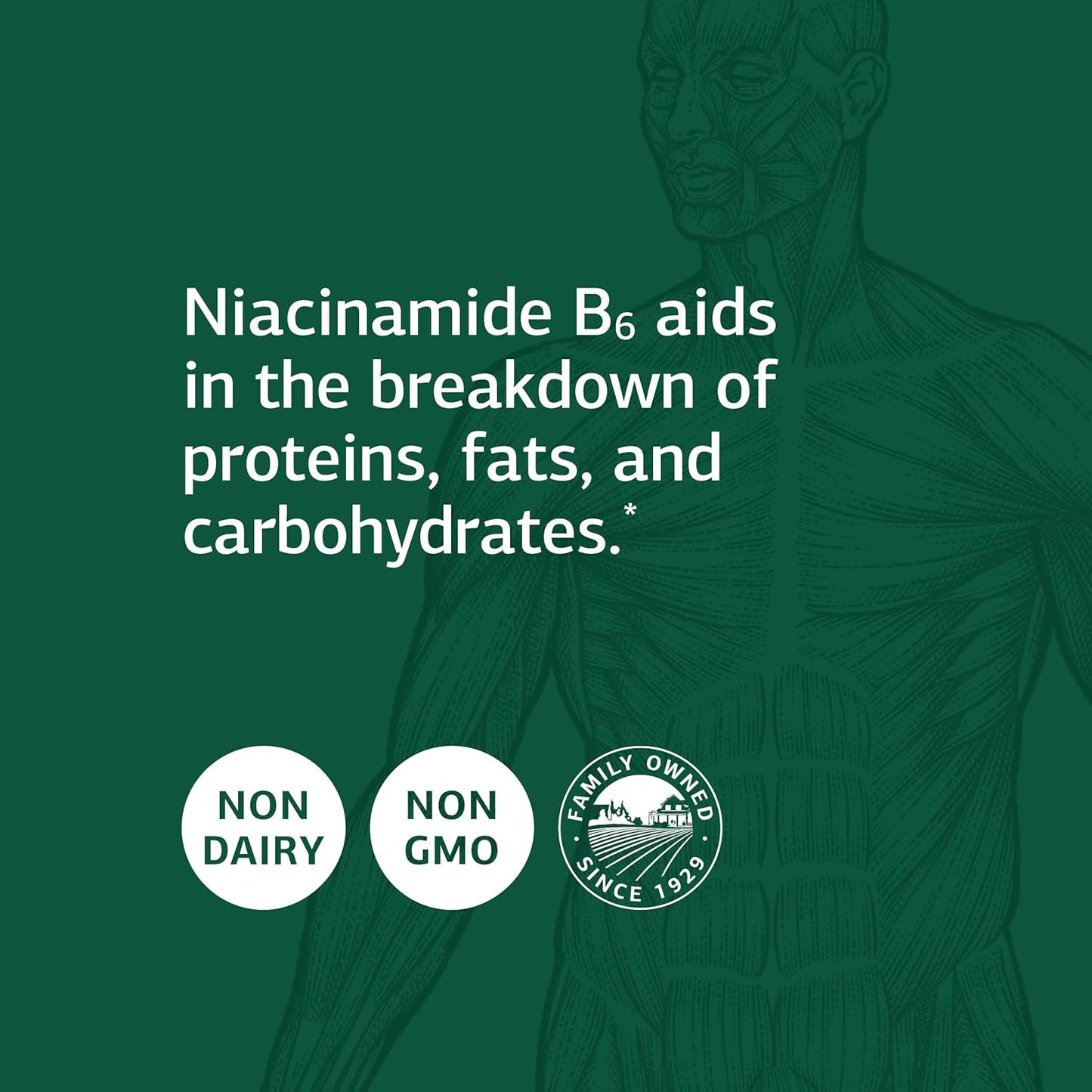 Standard Process Niacinamide B6 Capsules - Whole Food Supplements for Energy, Metabolism, and Nervous System Boost