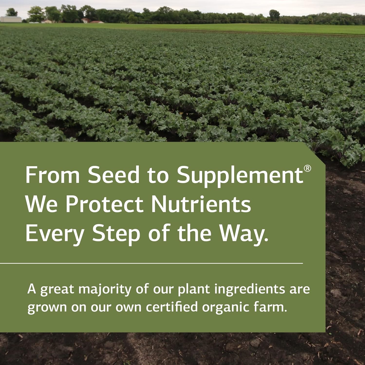 Standard Process SP Complete - Whole Food Nutrition Supplement with Amino Acids, Immune & Antioxidant Support - Vegetarian - 28oz, 30 Servings