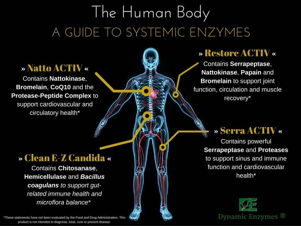 Systemic Enzymes for Muscle, Joint & Tissue Support - Acid-Resistant Serrapeptase and Nattokinase | 90 Count