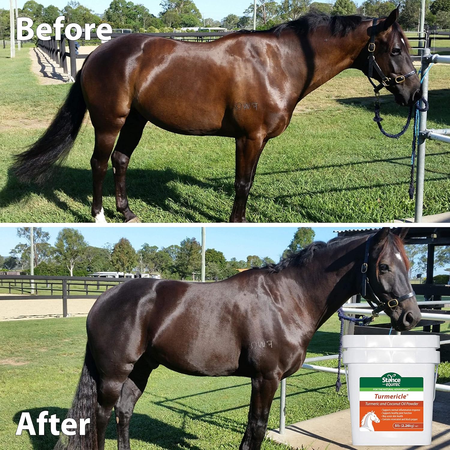 Turmericle Horse Supplement with Coconut Oil for Joint Health & Skin - Stance Natural Turmeric Powder for Healthy Horses