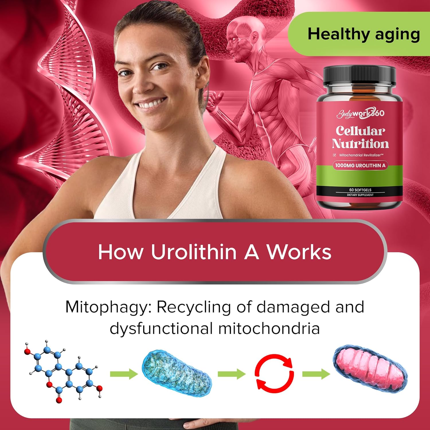 Urolithin A with Mitochondrial Revitalizer™ Softgels - Best Supplement for Healthy Aging, Muscle Repair, Metabolic Regulation - 60 Count