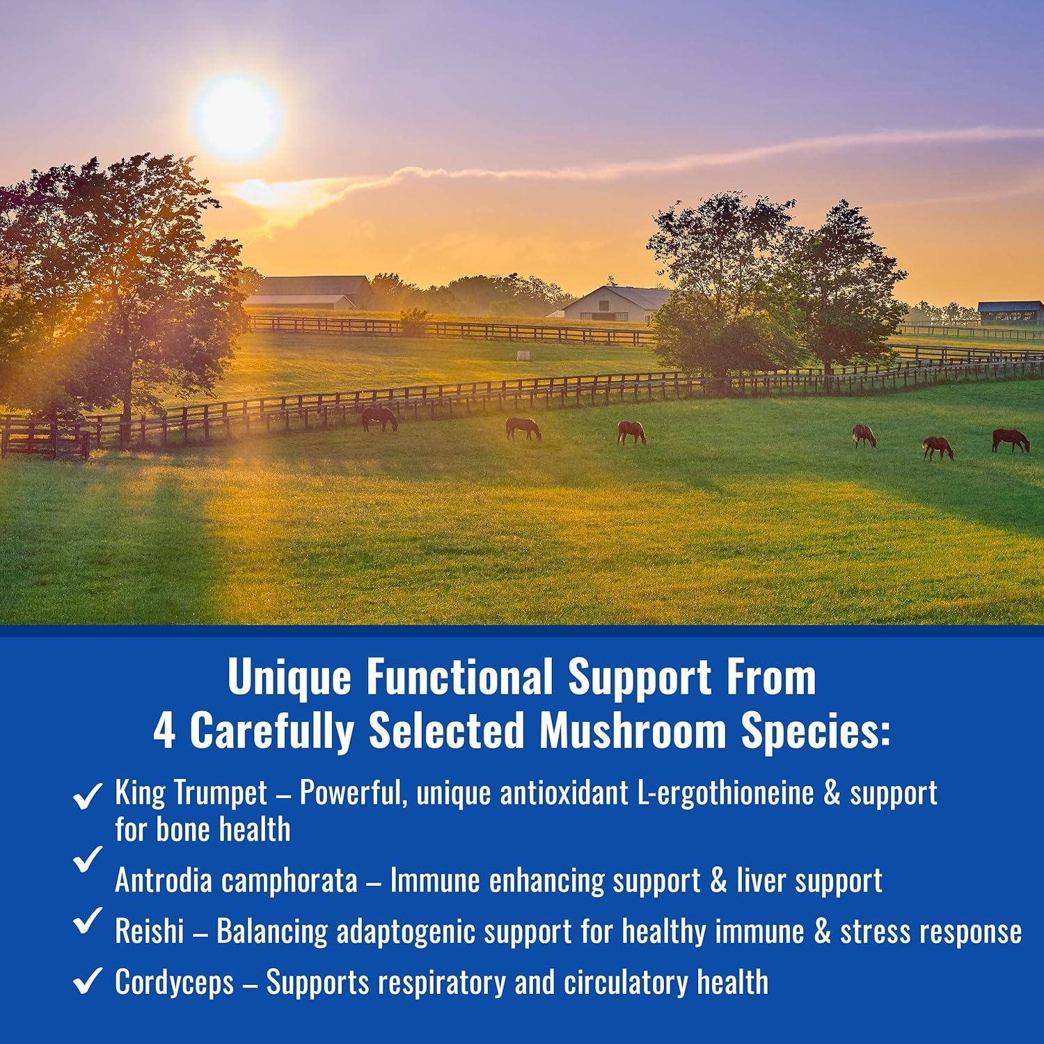 USA Grown Organic Mushroom Powder for Horses | Show Safe Equine Supplement | 300g | Wellness & Recovery Support