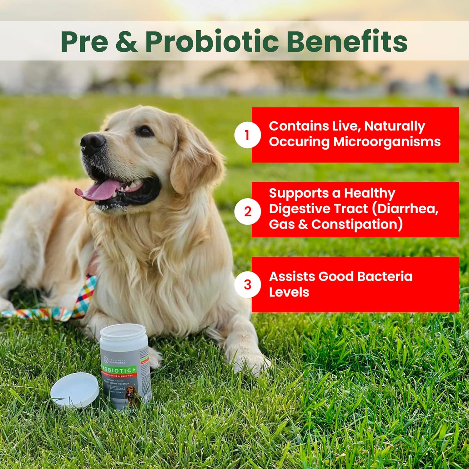 USA-Made Pet Probiotic Chews for Dogs with Digestive Enzymes - 60 Treats for Digestive Support