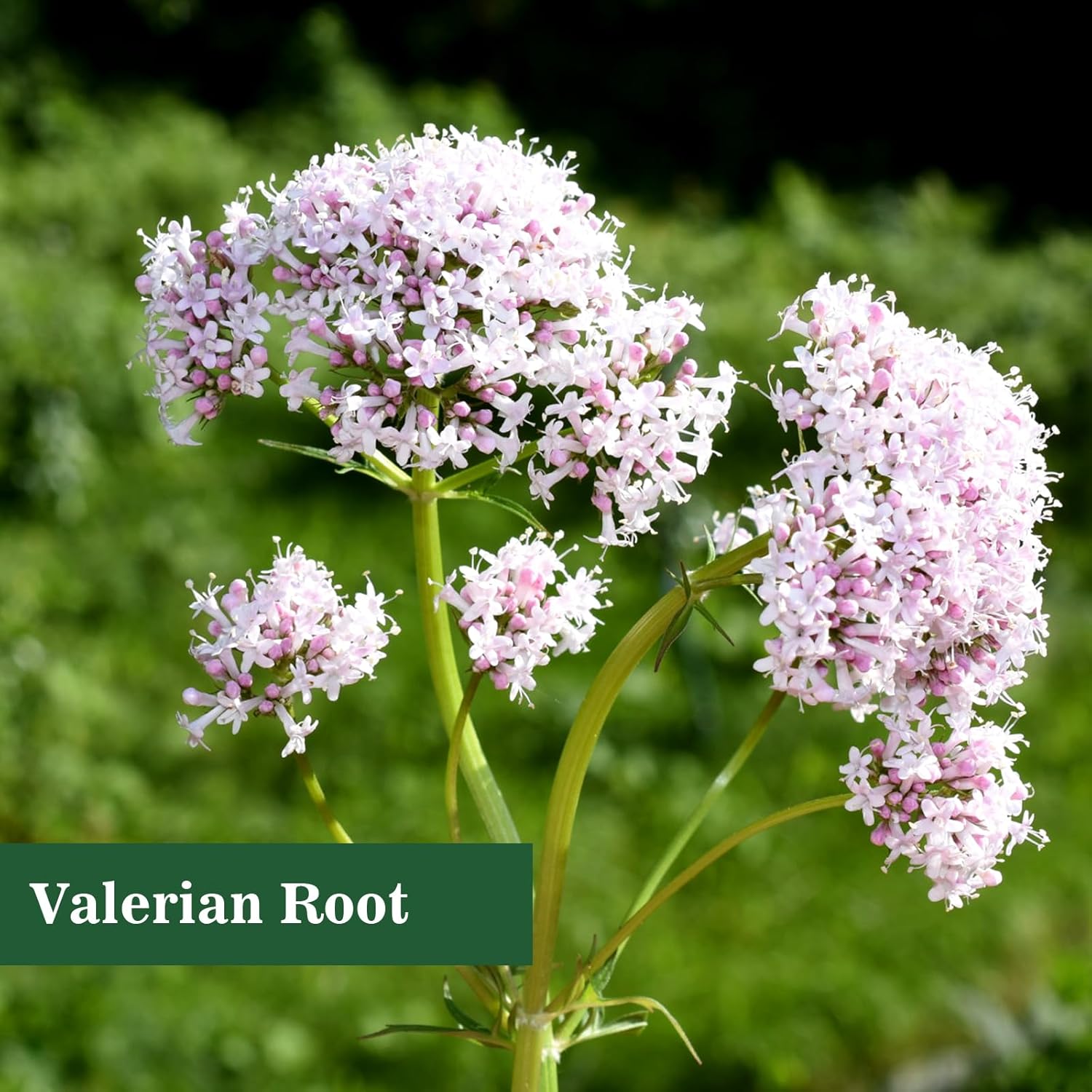 Valerian Root Liquid Drops for Sleep, Stress Relief, and Calm - 1-Ounce Herbal Supplement