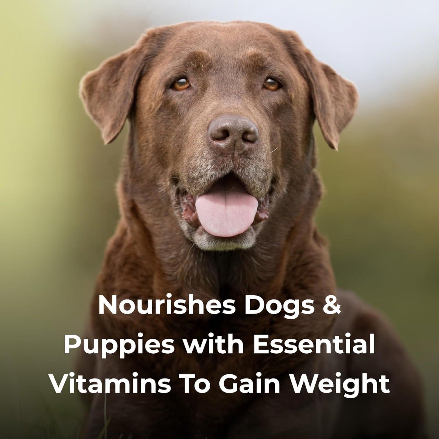 Vanilla Flavored High Calorie Liquid Supplement for Dogs 16 oz - Supports Performance & Endurance - For Puppies 8 Weeks+