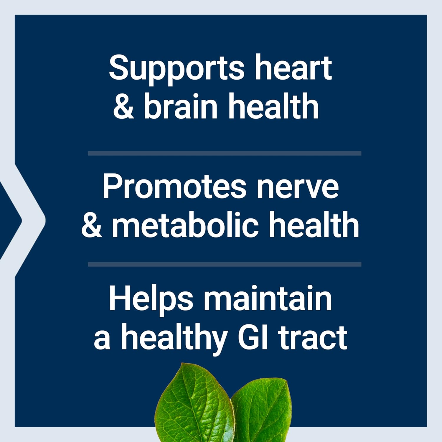 Vegetarian BioActive Folate & Vitamin B12 Capsules for Heart, Brain & Gut Health, Non-GMO, Gluten-Free - 90 Count