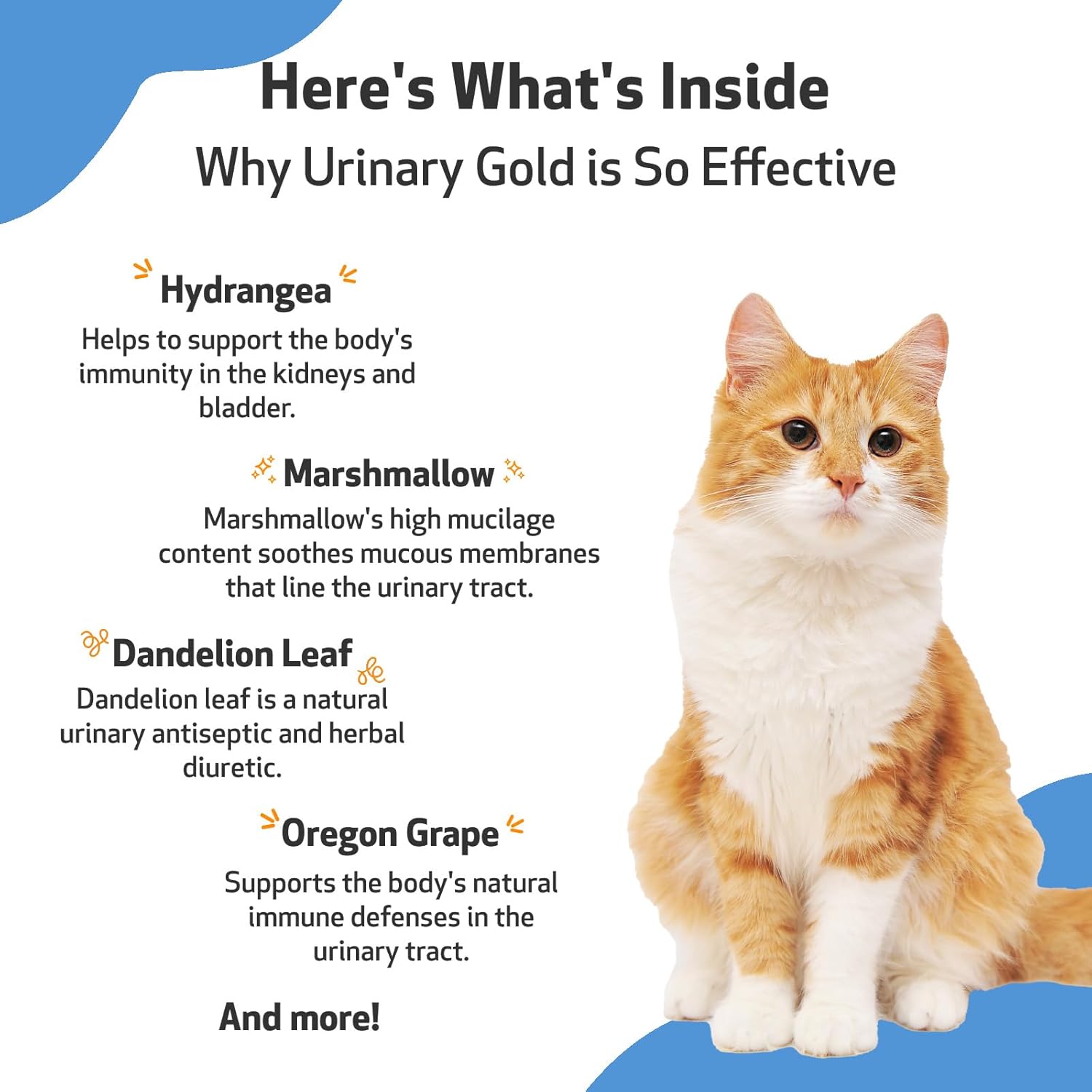 Veterinarian-Formulated Herbal Supplement for Cats - Supports Urinary Tract Health, Normal Frequency, Healthy Immune Response - Pet Wellbeing Urinary Gold 2 oz