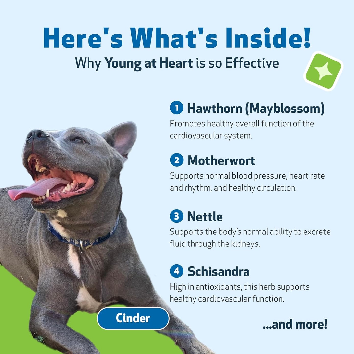 Veterinarian-Formulated Herbal Supplement for Dog Heart Health - Hawthorn, Motherwort, Schisandra - 2 fl oz
