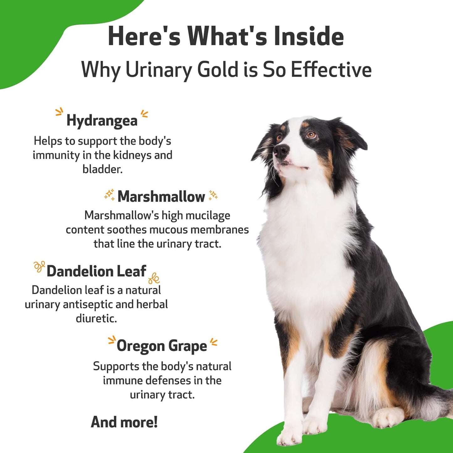 Veterinarian-Formulated Herbal Supplement for Dogs - Supports Urinary Tract Health and Immune Response - 2 oz