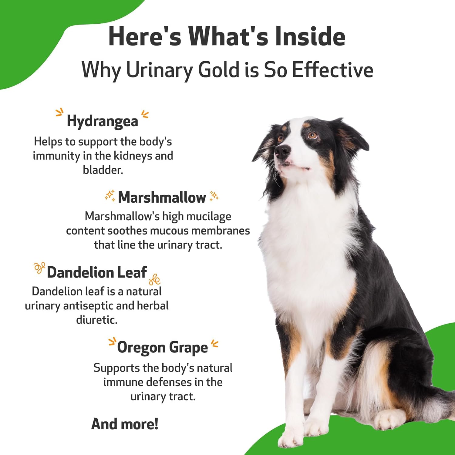 Veterinarian-Formulated Herbal Supplement for Dogs - Supports Urinary Tract Health and Immune Response - 2 oz
