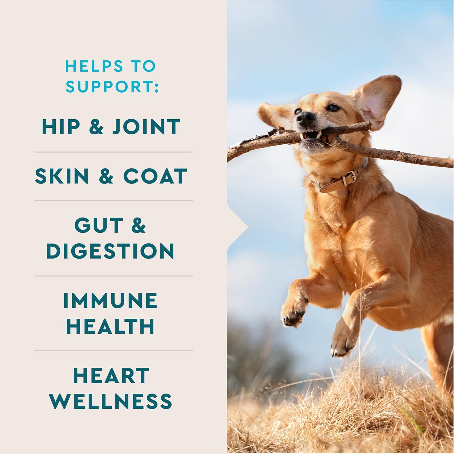VetIQ 8-in-One Dog Supplement: Hip & Joint, Urinary Tract, Immune, Skin & Heart Health - Soft Chews, 60 Count - Made in USA