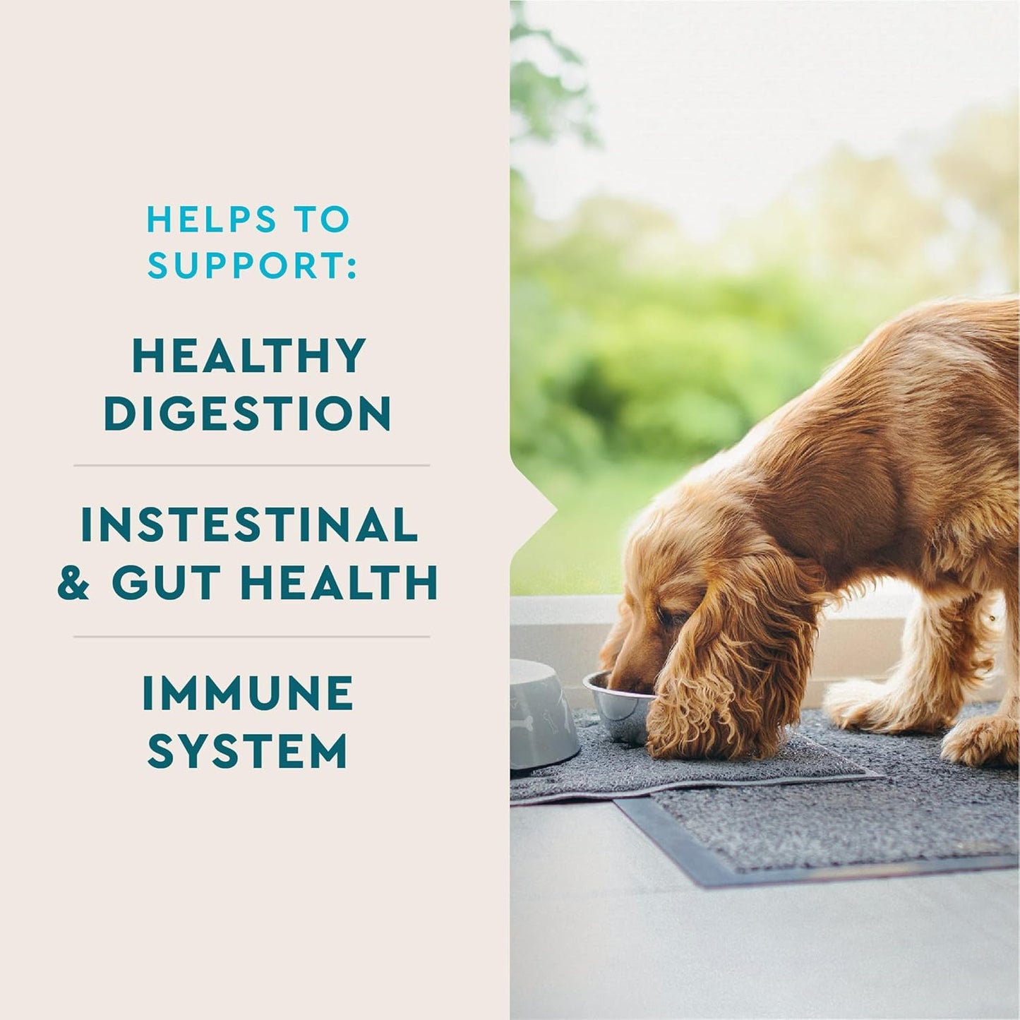 VetIQ Probiotic Supplement for Dogs, Supports Digestive Health and Bowel Function, Hickory Smoke Flavor, 60 Count, USA-Made