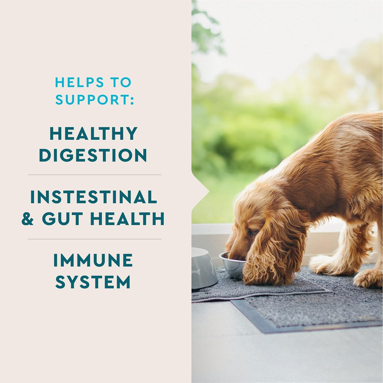 VetIQ Probiotic Supplement for Dogs, Supports Digestive Health and Bowel Function, Hickory Smoke Flavor, 60 Count, USA-Made