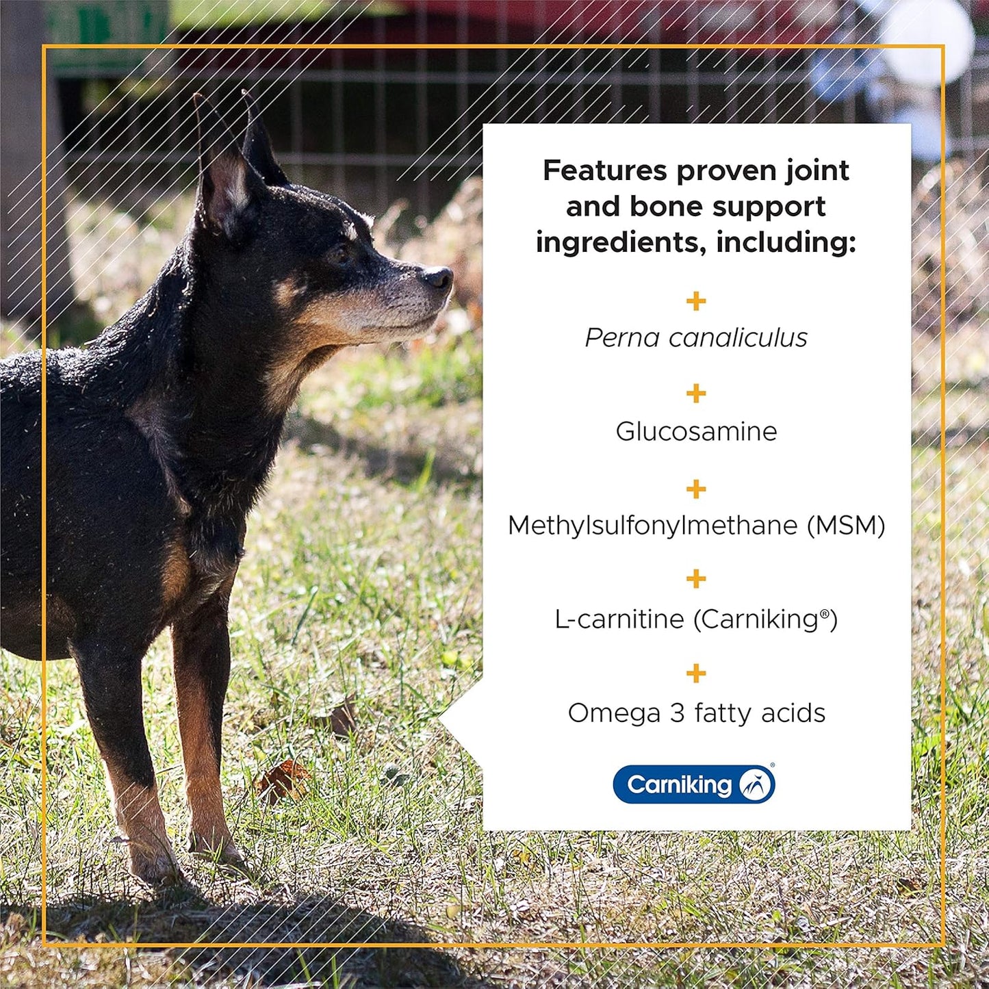 VetriScience Golden Years Hip and Joint Chews for Senior Dogs - Chicken Flavored Mobility Support, 60 Chews