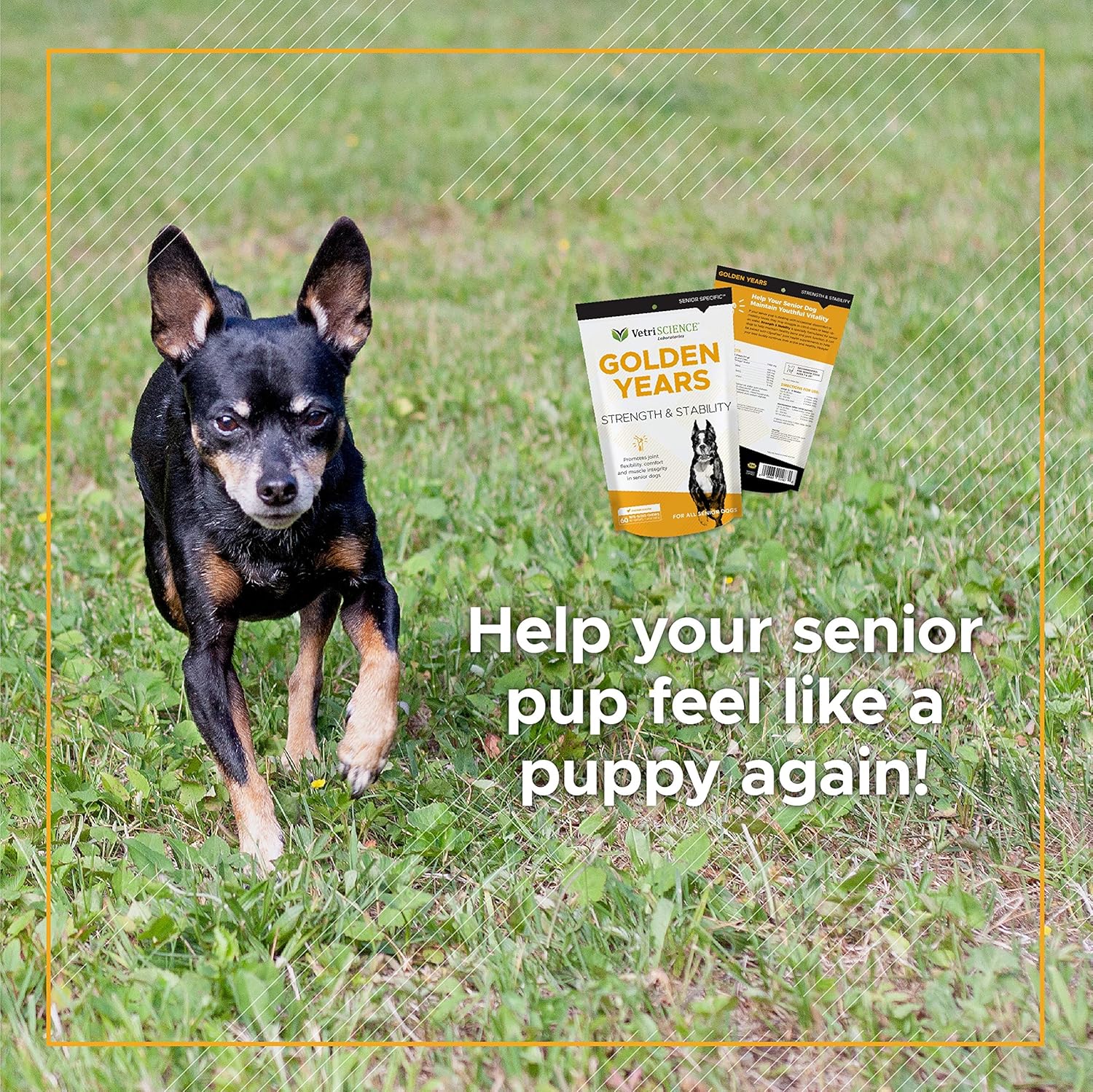 VetriScience Golden Years Hip and Joint Chews for Senior Dogs - Chicken Flavored Mobility Support, 60 Chews