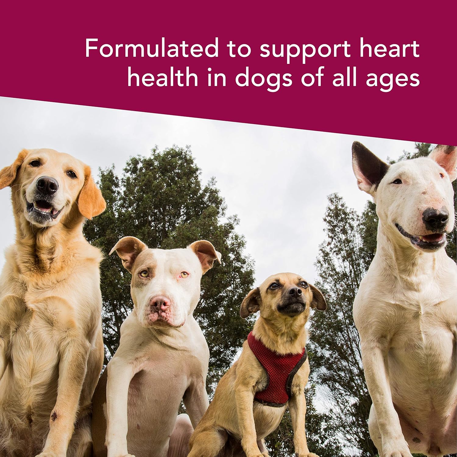VetriScience Healthy Heart Chews for Dogs, Extra Strength Cardio Taurine and CoQ10 Supplement, Chicken Flavor, 60 Count