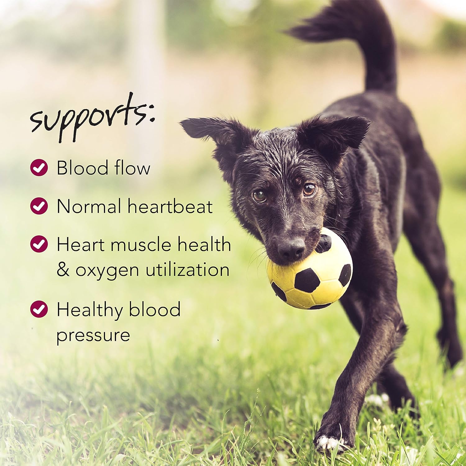 VetriScience Healthy Heart Chews for Dogs, Extra Strength Cardio Taurine and CoQ10 Supplement, Chicken Flavor, 60 Count