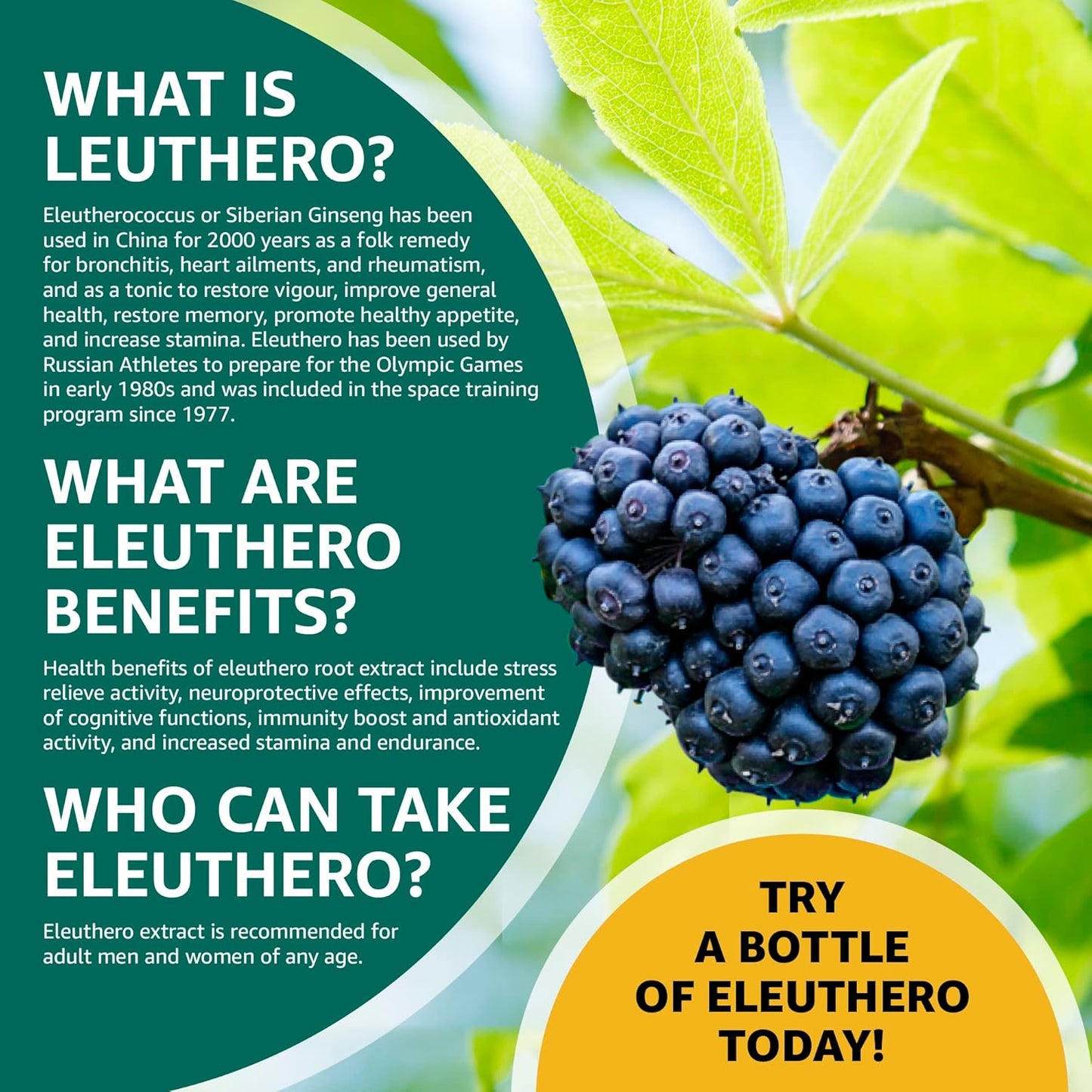 Wild Eleuthero Root Extract Capsules for Immunity and Endurance - 100 Vegetarian Capsules