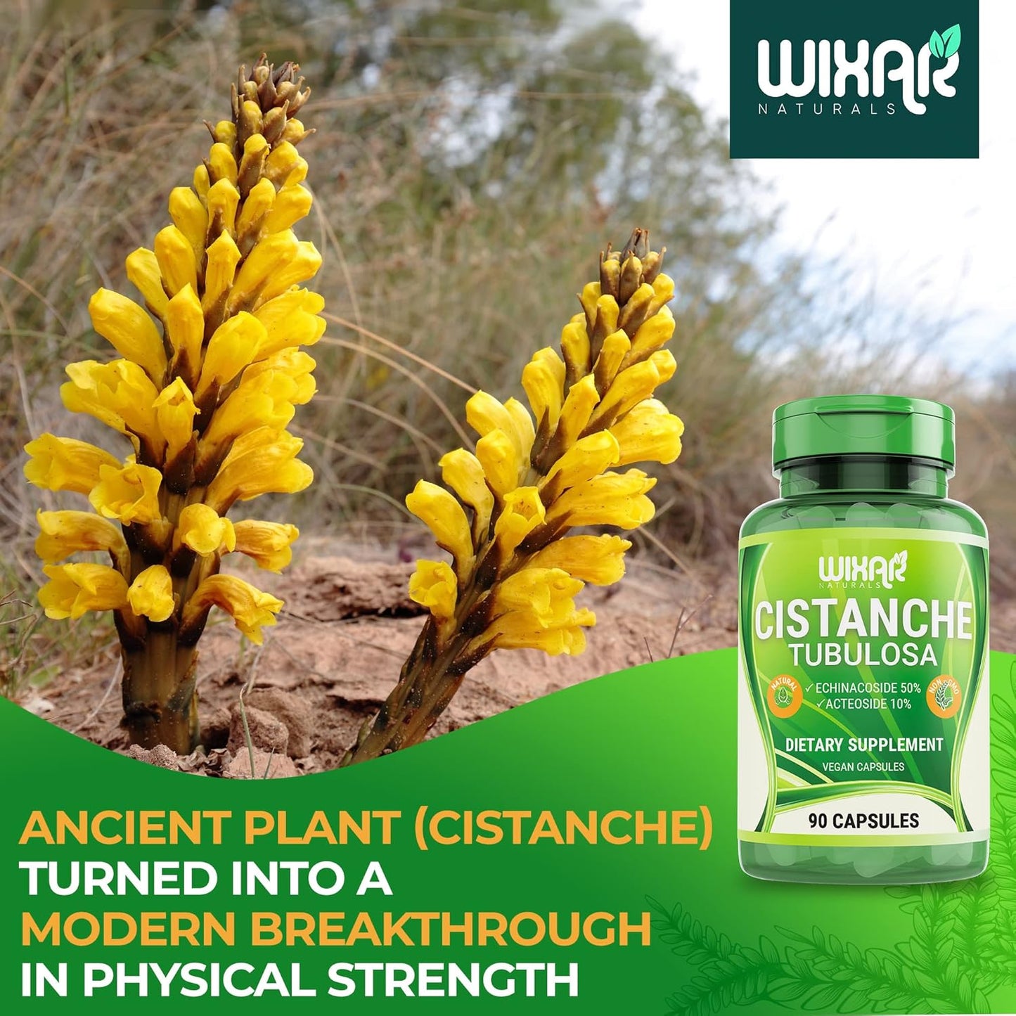 WIXAR NATURALS Cistanche Tubulosa Capsules - Energy & Memory Support Supplement with Echinacoside & Acteoside - 90 CT