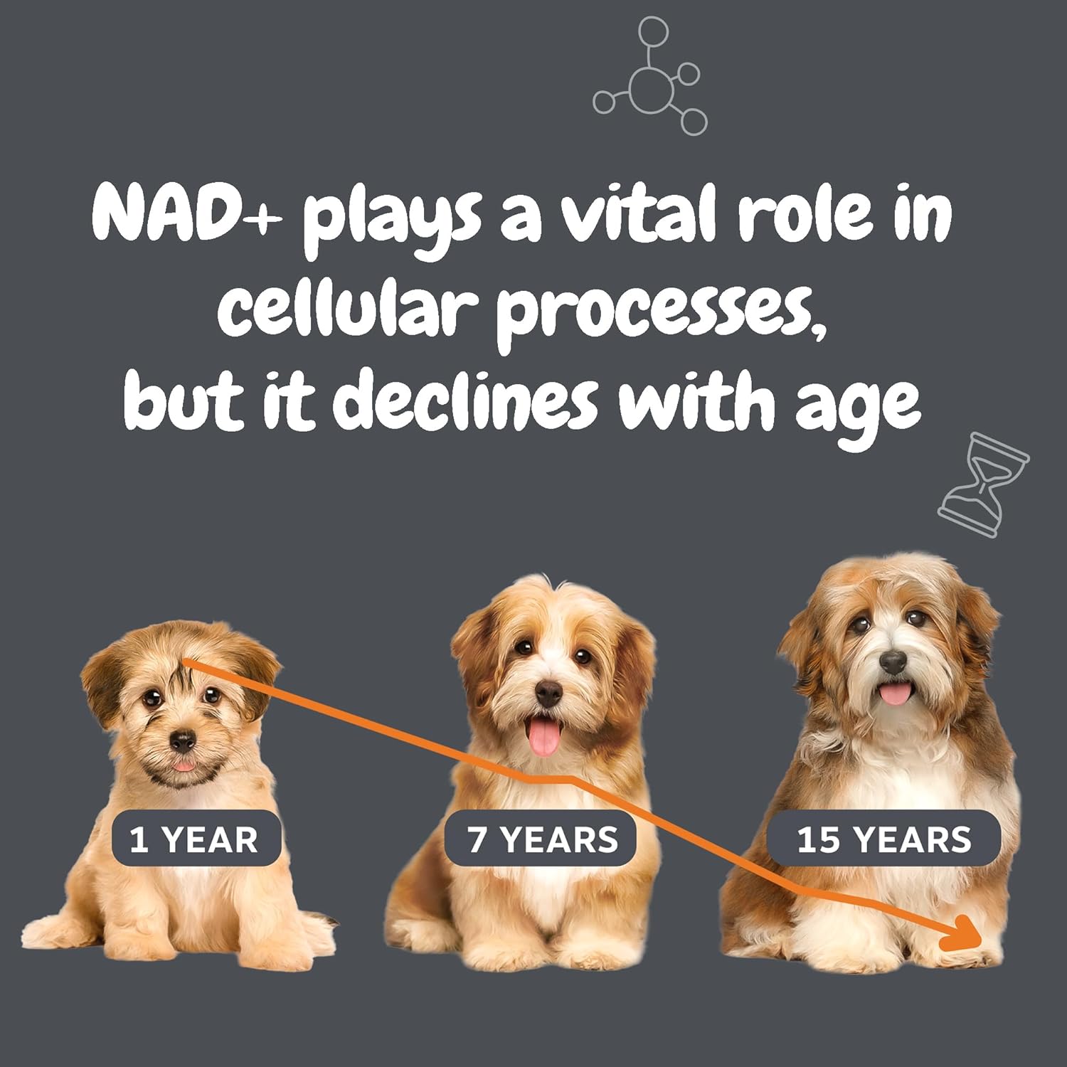 Zesty Paws Niagen Supplement for Dogs - NAD+ Precursor for Healthy Aging & Muscle Recovery - Supports Brain, Heart, & Energy - 30 Sachets